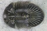 Scabriscutellum Trilobite - Morocco #171519-2